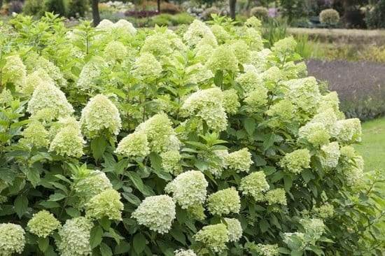 Hortensja bukietowa Limelight 3L